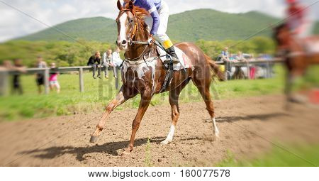 racing horse portrait in action on competition