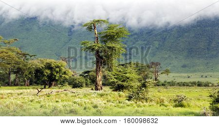 Primordial beauty of nature is in the valley of Ngorongoro Crater Conservation Area, Tanzania. East Africa
