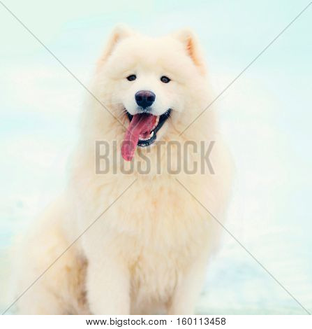 Portrait Happy Winter White Samoyed Dog Sitting On Snow