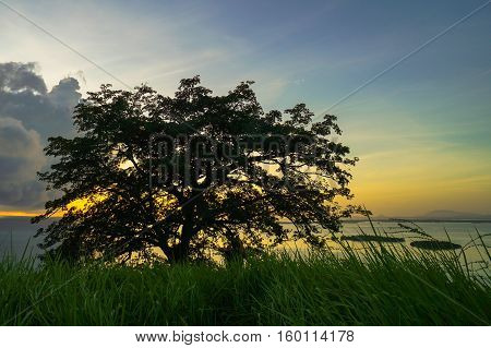 A tree on a hill during sunrise in Timbun Mata island,Semporna,Sabah,Borneo.