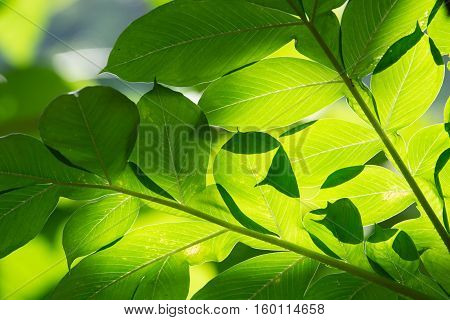 abstract background of green leaves sunlight shines Konjac leaves