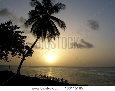 Beautiful Sunset, Tobago Beach with Palm Tree