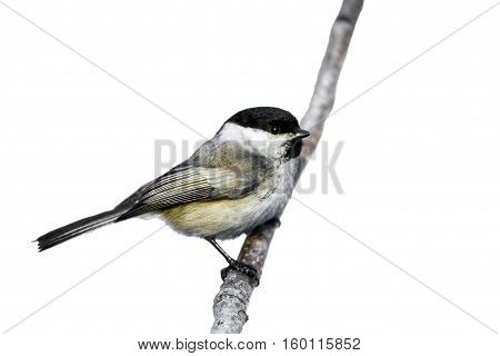 Tit on a white background. Bird titmouse on a branch. Beautiful winter birds.