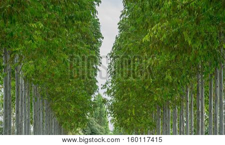 nature background of landscape row eucalyptus tree .