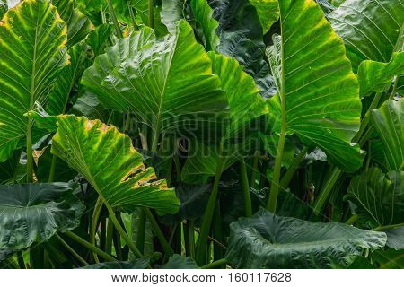 abstract background of big green Leaves (Araceae)