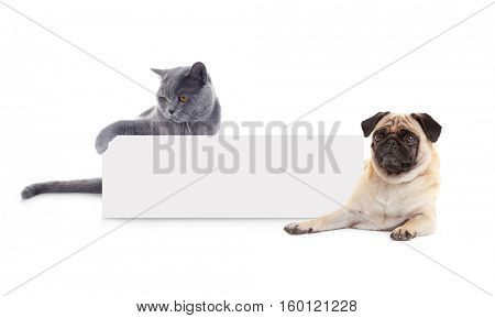 Cute cat and dog with blank card on white background