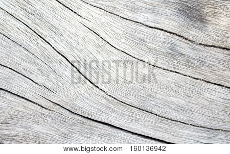 Wood texture closeup photo. White timber board with weathered crack lines. Natural background for shabby chic design. Grey wooden table image. Old tree trunk without bark. Sea wood pale backdrop