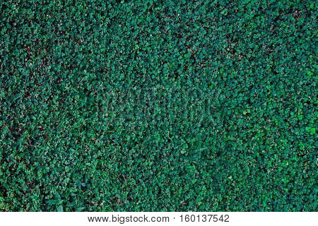 Background Green Texture, Nature Leaf Tree