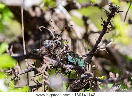 Deadly kissing bug Mexico. Blood sucker,  infection is known as Chagas disease. Bugs infected with the parasite Trypanosoma cruzi are extremely dangerous to humans and can cause eventual death.