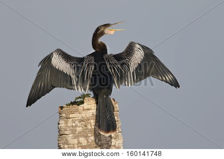 Male Anhinga Calling As It Spreads Its Wings To Dry