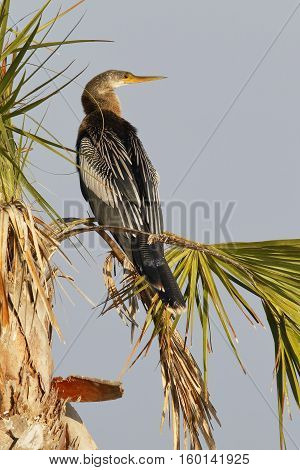 Female Anhinga Perched In A Palm Tree - Melbourne, Florida