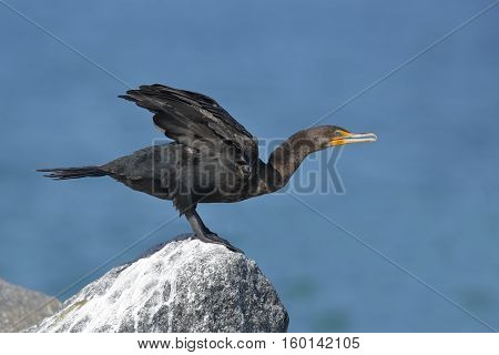 Double-crested Cormorant Preparing To Take Flight - Florida