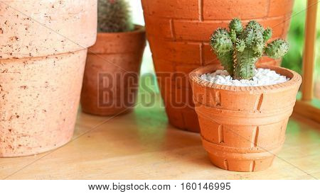 Cactus plant and nature concept - close up cactus pots on wood shelf in gardent house and space for text