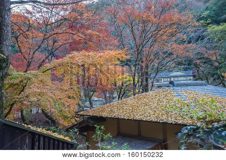 Beautiful Landscape In Autumn At Korankei, Japan