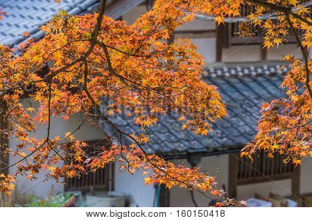 Autumn Foliage With Roof House Background In Korankei, Aichi, Japan