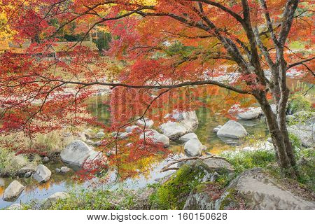 Neon Glow Maple Near River At Korankei - Asuke, Japan
