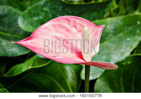 Pink Flamingo Flower bloom in the garden.