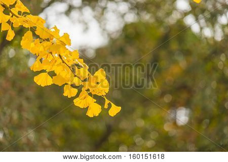 Colorful Yellow Ginko Leaves Branch Tree In Showa Kinen Park, Tokyo, Japan