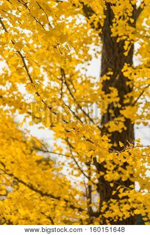 Colorful Yellow Ginko Leaves Branch Tree In Showa Kinen Park, Tokyo, Japan