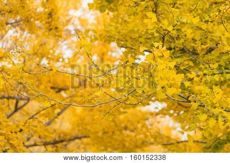 Colorful Yellow Ginko Leaves Branch Tree In Showa Kinen Park, Tokyo, Japan
