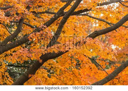 Colorful Red Maple Leaves Branch Tree In Showa Kinen Park, Tokyo, Japan.