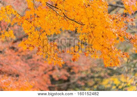 Colorful Red Maple Leaves Branch Tree In Showa Kinen Park, Tokyo, Japan.