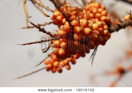 Bayas de espino amarillo (Hippophae Rhamnoides)
