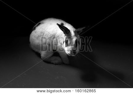 rabbit bunny animal abuse dark tone concep