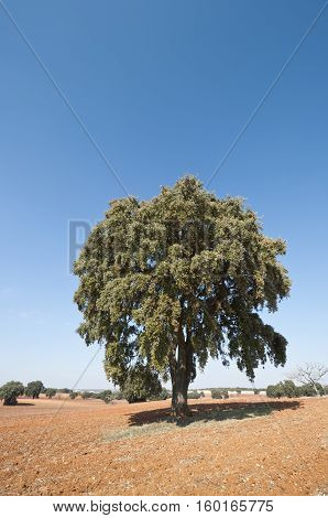 Dehesa in an agricultural landscape. Photo taken in Brea de Tajo, Madrid, Spain