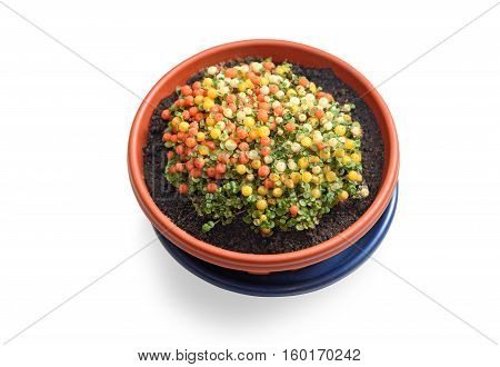 Nertera plant in flowerpot isolated on white background. Top view