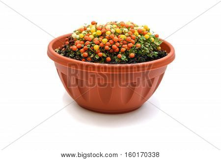 Nertera plant in flowerpot isolated on white background