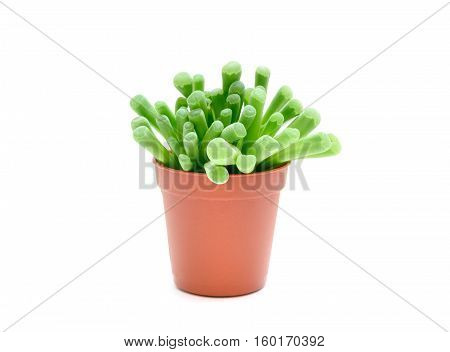 Frithia pulchra succulent plant in flowerpot isolated on white background
