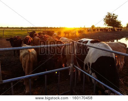 Cows at sunset coming back from pasture to the feeding spot