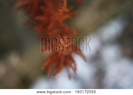 Celosia argentea flower close up at winter outdoors