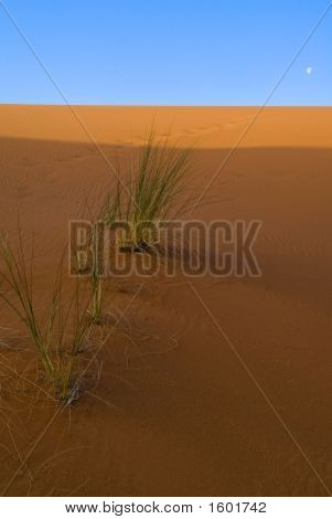 Zelené byliny v Duna Erg Chebbi