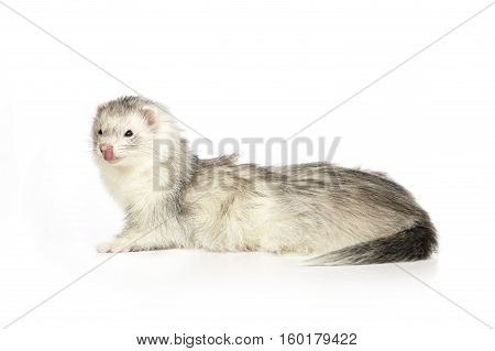 Ferret female  on white background posing for portrait in studio