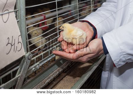 farmer holding a small chicken on his farm