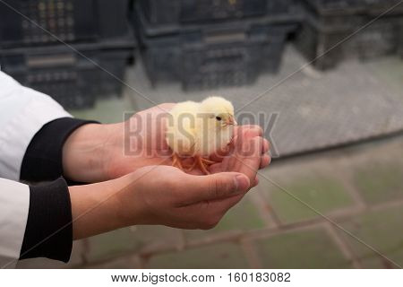 farmer holding a small chicken on his farm