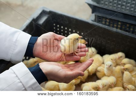 farmer holding a small chicken on his farm