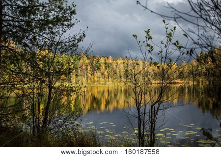 Forest of yellow autumn trees and grey clouds reflecting in calm lake