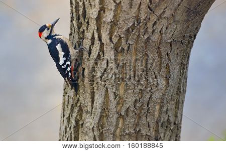 Male great spotted woodpecker (Dendrocopos major) on tree brunch