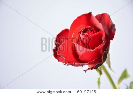 Red rose, love, valentine day, romantic, background