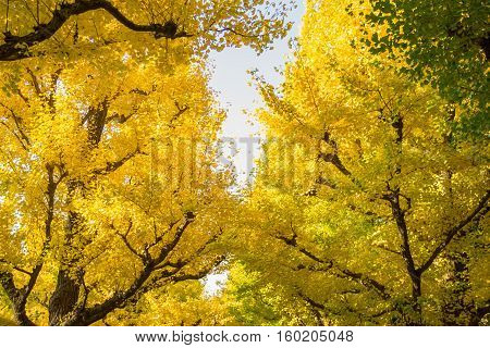 yellow Ginkgo tree from below with blue sky