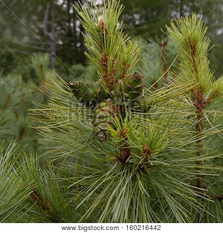 elfin cedar cones closeup on a dark green background