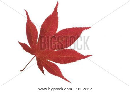 Acer liść