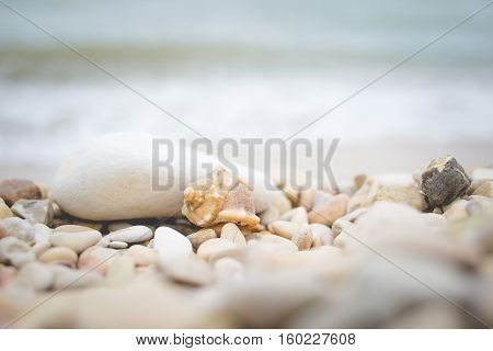 Little seashell lying on the pebble beach of the Adriatic Sea. Stack of rocks with water on the background. Selective focus