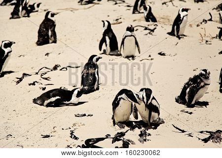African juvenile penguins are moulting on the beach. Photo taken at Boulders Beach near Simon's Town during sunny day. At the foreground, couple of penguins taking care of each other.