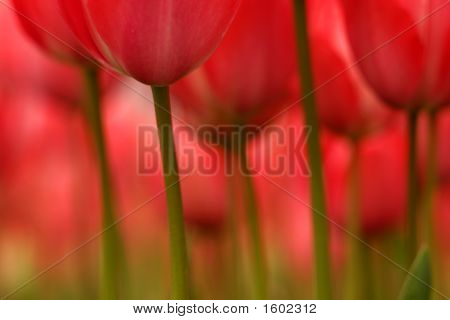 abstrakt Tulpen