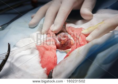Intestine closeup pulled out by the tube with bloody gauze and surgeon's hands beside