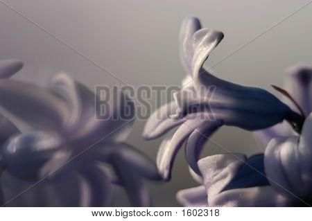 Hyazinthen purpurrote Blume